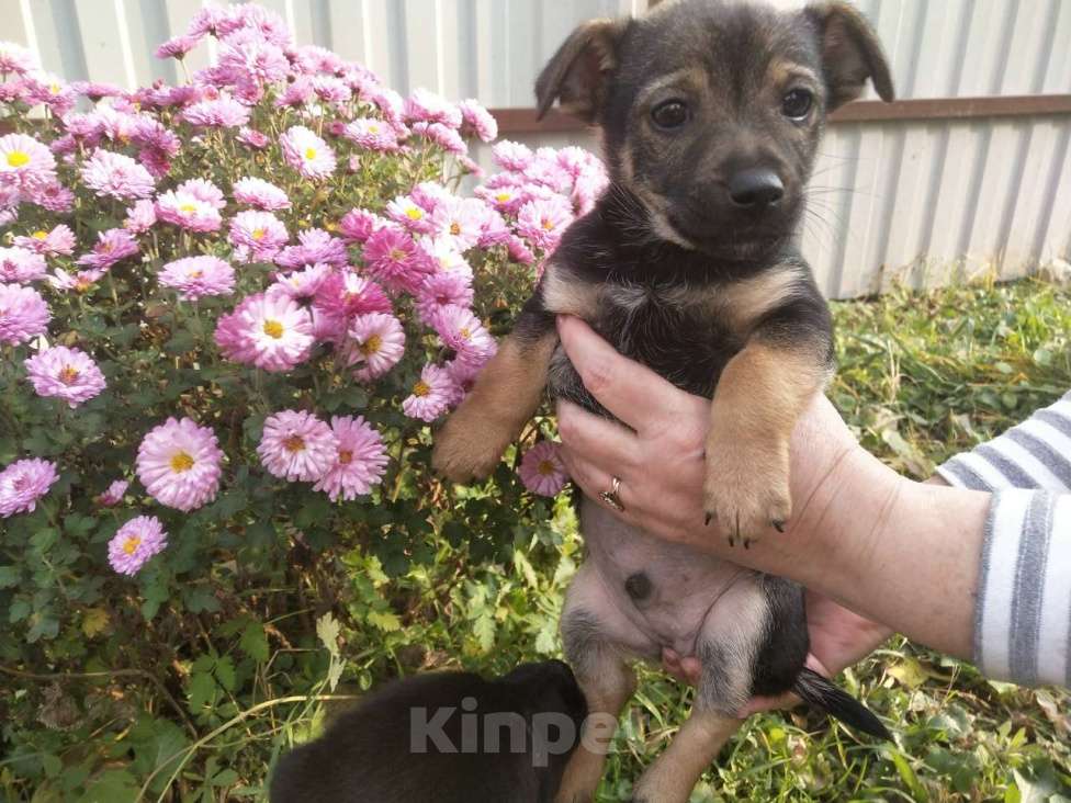 Собаки в Санкт-Петербурге: Две маленькие кнопки ищут дом Мальчик, Бесплатно - фото 6
