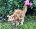 Кошки в других городах Московской области: Котенок Мейн-кун Мальчик, 50 000 руб. - фото 8