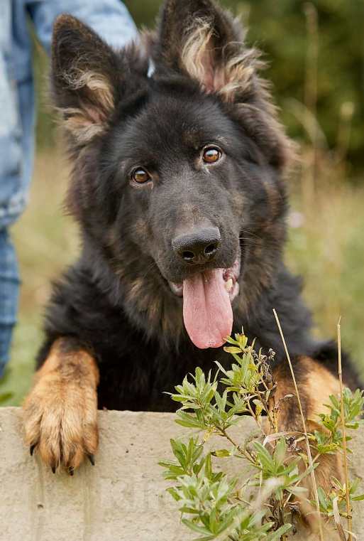 Собаки в Вологде: Красивый подрощеный парнишка  Мальчик, Бесплатно - фото 2