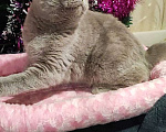 Кошки в Ульяновске: Британская короткошерстная кошка Девочка, 55 000 руб. - фото 3