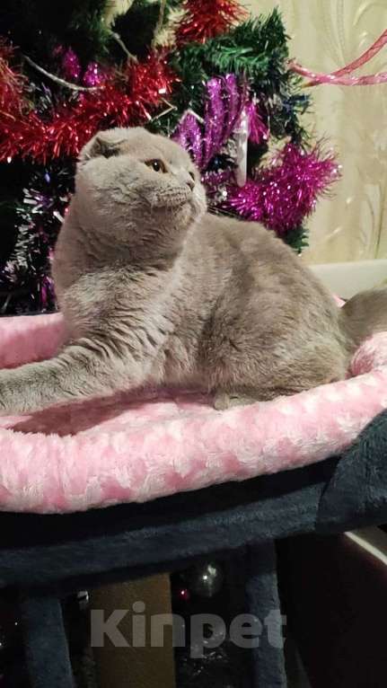 Кошки в Ульяновске: Британская короткошерстная кошка Девочка, 55 000 руб. - фото 3