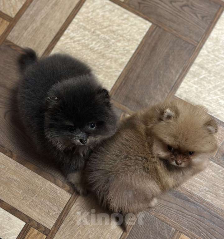 Собаки в Санкт-Петербурге: Померанский шпиц мальчики мини Мальчик, 40 000 руб. - фото 7