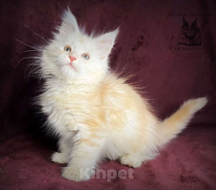 Кошки в Санкт-Петербурге: Котенок мейн-куна  Мальчик, 45 000 руб. - фото 2