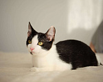 Кошки в Москве: котенок Котя ищет свою семью  Мальчик, Бесплатно - фото 1