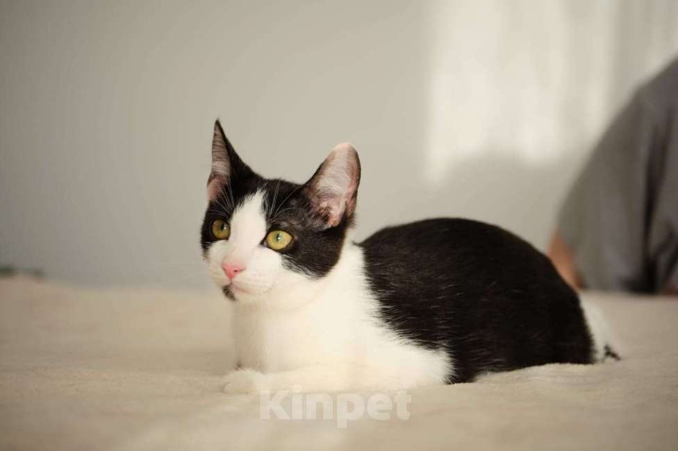 Кошки в Москве: котенок Котя ищет свою семью  Мальчик, Бесплатно - фото 1