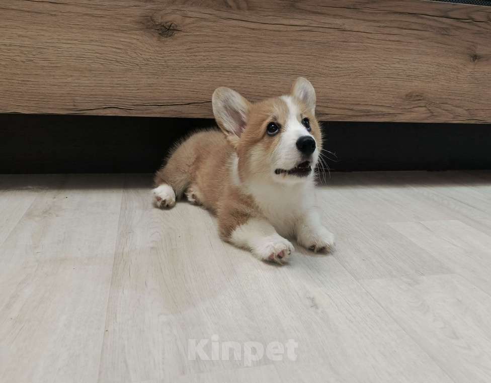 Собаки в других городах Самарской области: Щенок Вельш-корги ищет семью Мальчик, 60 000 руб. - фото 3