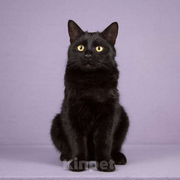 Кошки в Москве: Черный золотоглазый кот Гораций в дар Мальчик, 1 руб. - фото 4