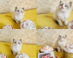 Кошки в Москве: Милейший котик Мальчик, 90 000 руб. - фото 1