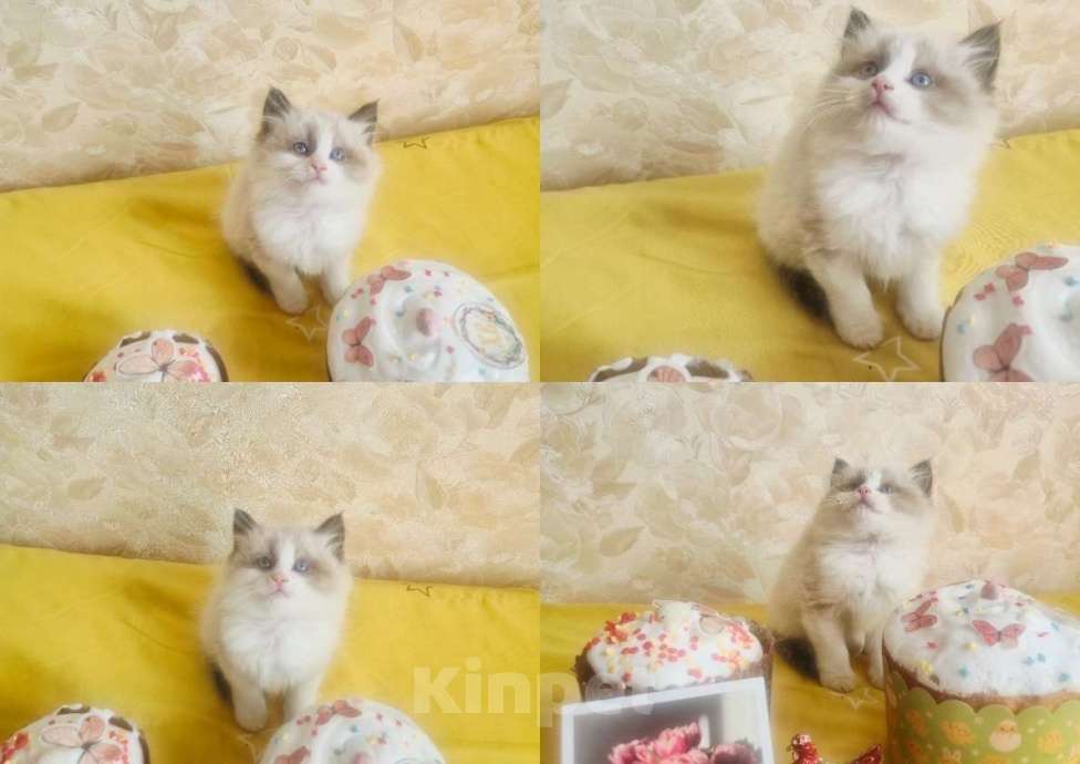 Кошки в Москве: Милейший котик Мальчик, 90 000 руб. - фото 1