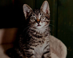 Кошки в Пушкино: Скай и Ричи ищут семью Мальчик, 10 руб. - фото 4