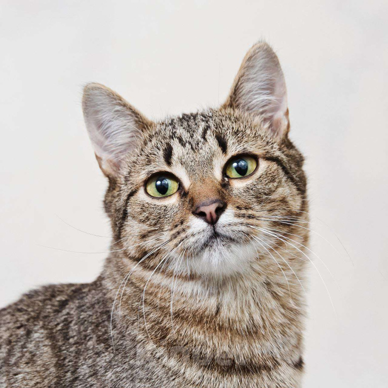 Кошки в Москве: Нежная кошечка Антоновка ищет дом Девочка, Бесплатно - фото 10