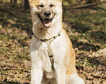 Собаки в Москве: Метис акиты-ину в добрые руки Девочка, Бесплатно - фото 1