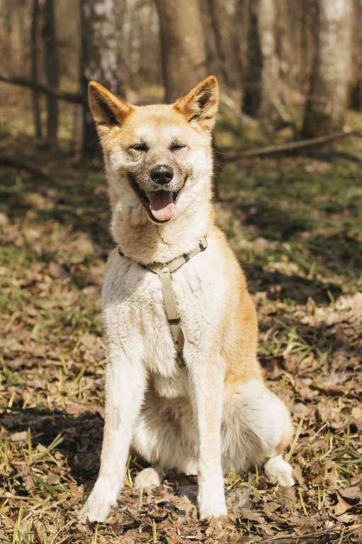 Собаки в Москве: Метис акиты-ину в добрые руки Девочка, Бесплатно - фото 1