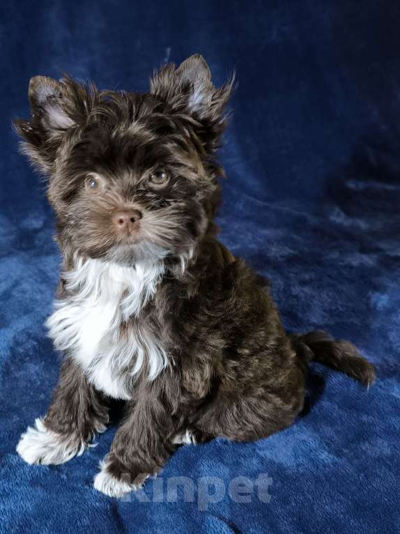 Собаки в Москве: Шоколадный йоркширский терьер Мальчик, 60 000 руб. - фото 1