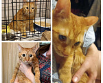 Кошки в Москве: Рыжее чудо - котики ищут дом Мальчик, Бесплатно - фото 3