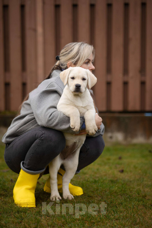 Собаки в Санкт-Петербурге: Породные Щенки  Лабрадора  Мальчик, Бесплатно - фото 2