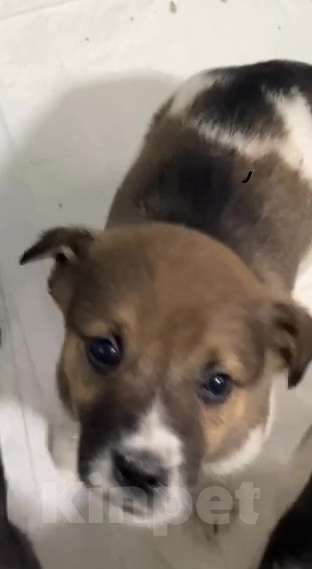 Собаки в Липецке: Щенки из приюта ищут дом Девочка, Бесплатно - фото 2