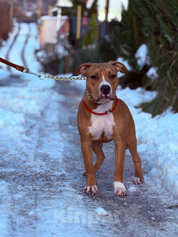 Собаки в других городах Краснодарского края: Щенок амстаффа Девочка, 45 000 руб. - фото 3