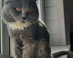 Кошки в Химках: Кошка с янтарными глазами Девочка, Бесплатно - фото 5