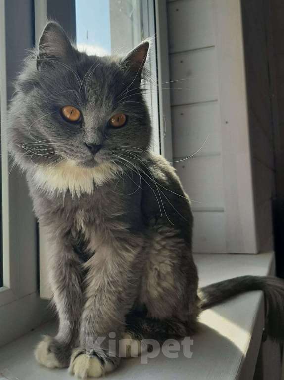Кошки в Химках: Кошка с янтарными глазами Девочка, Бесплатно - фото 5