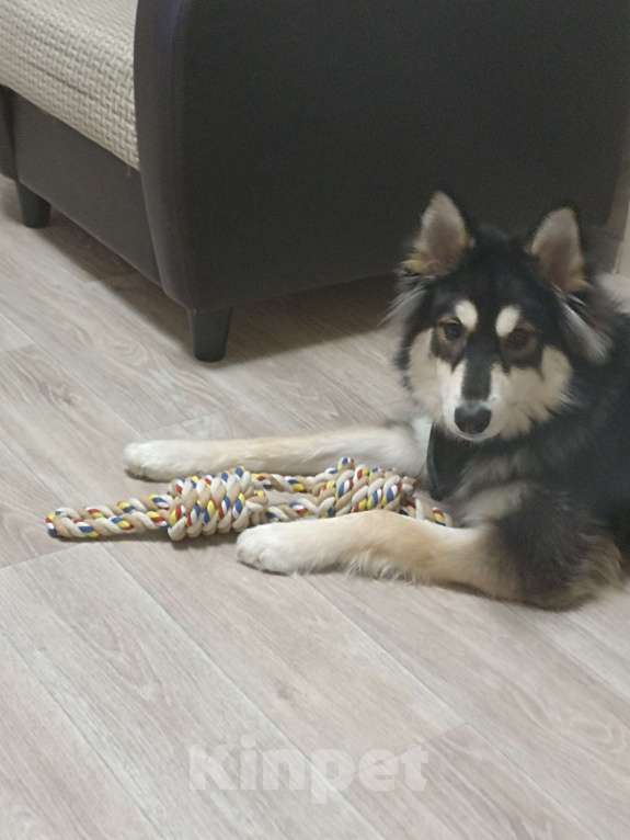 Собаки в Нижнем Новгороде: Отдам любимого Мальчик, Бесплатно - фото 2