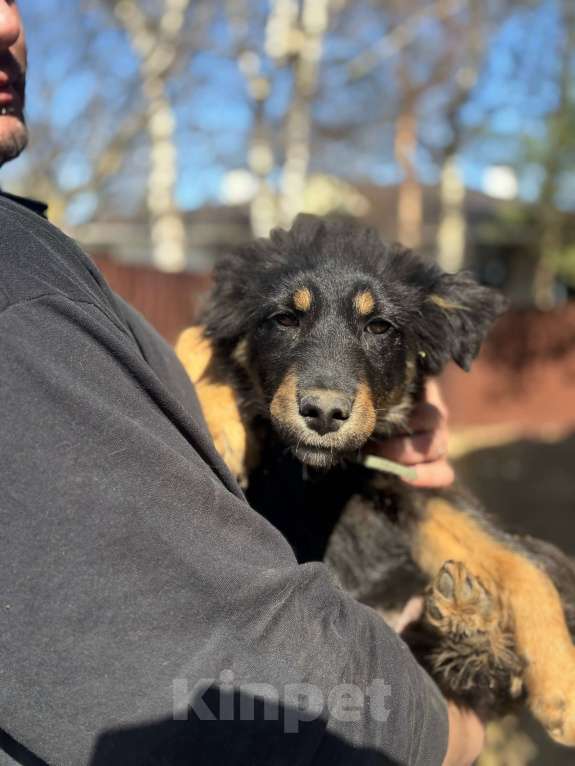 Собаки в Москве: Щенок 4х месяцев Ланча в добрые руки Девочка, Бесплатно - фото 5