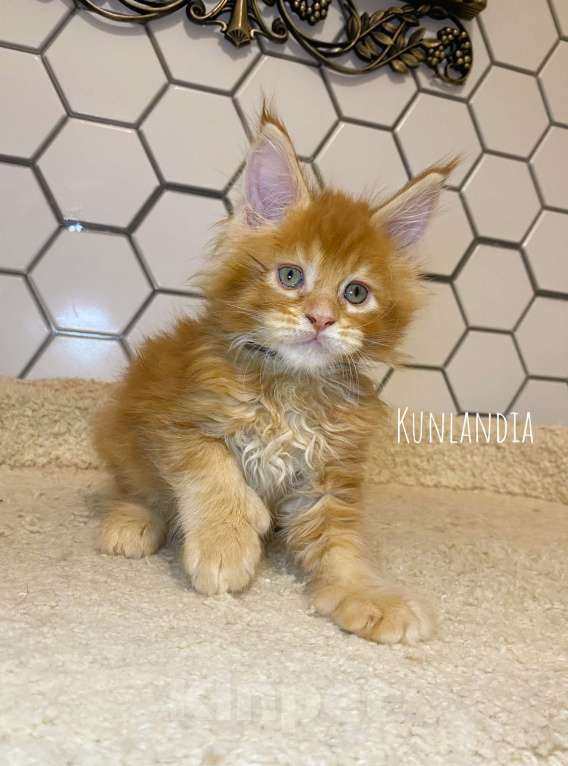 Кошки в Екатеринбурге: мейн-кун полидакт Мальчик, 50 000 руб. - фото 1