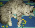 Кошки в Кинешме: Вязка, 1 000 руб. - фото 2
