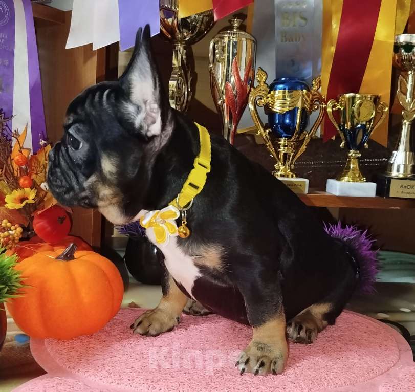 Собаки в Владимире: Девочка французский бульдог  Девочка, 100 000 руб. - фото 2