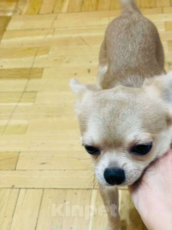 Собаки в Люберцах: Срочно продам щенка чихуахуа Мальчик, 10 000 руб. - фото 2