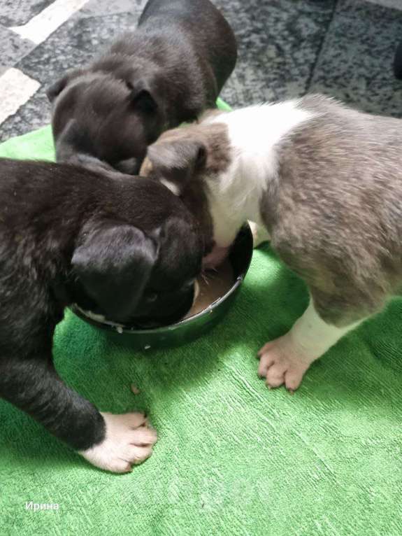 Собаки в Самаре: В продаже изысканные щенки американского стаффордширского терьера! Разнополые, 15 000 руб. - фото 5