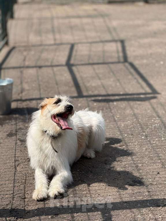 Собаки в Москве: Бородатое чудо Мишка Мальчик, Бесплатно - фото 9