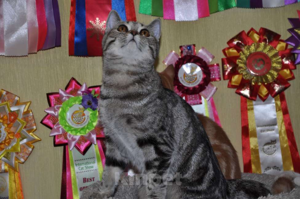 Кошки в Москве: Шотландская прямоухая Девочка, 8 000 руб. - фото 3