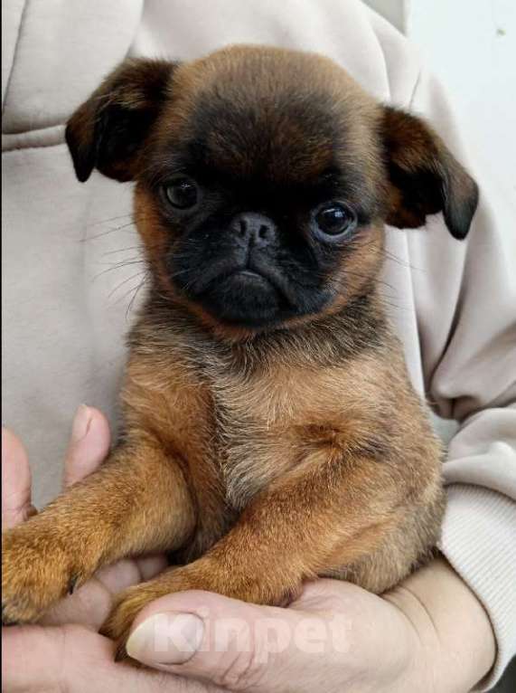 Собаки в Туле: Моя Прелнсть Девочка, 35 000 руб. - фото 3