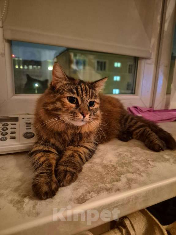 Кошки в Москве: Басилиса устала от безумных людей Девочка, Бесплатно - фото 5