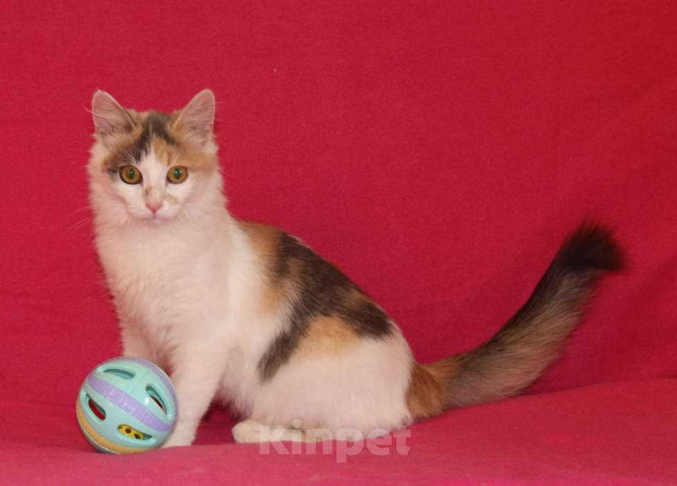 Кошки в Москве: Пушистый трехцветный котёнок Мила в добрые руки Девочка, 1 руб. - фото 5