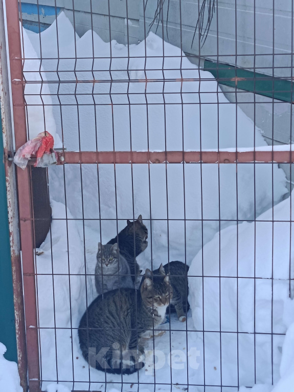 Кошки в других городах Московской области: Котосемья в поисках дома Девочка, Бесплатно - фото 1