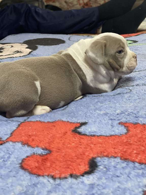 Собаки в Челябинске: Американский булли , щенки Мальчик, 60 000 руб. - фото 4