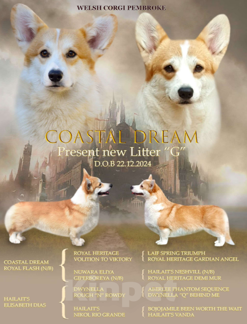 Собаки в Москве: Вельш Корги Пемброк Мальчик, 70 000 руб. - фото 5