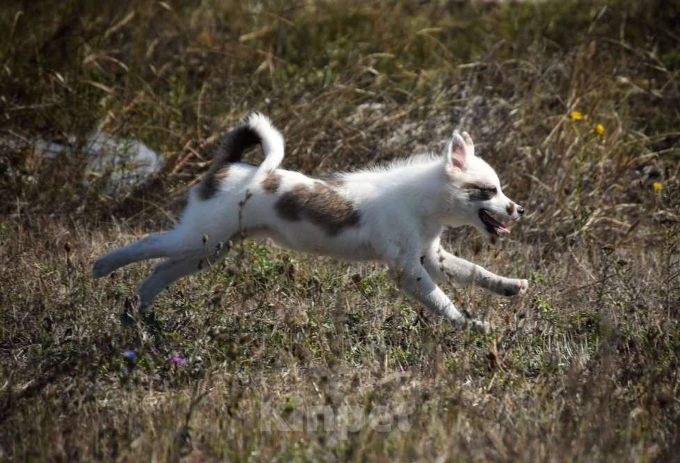 Собаки в Москве: Ненецкая оленегонная лайка. Сука Аврора. Девочка, 60 000 руб. - фото 10