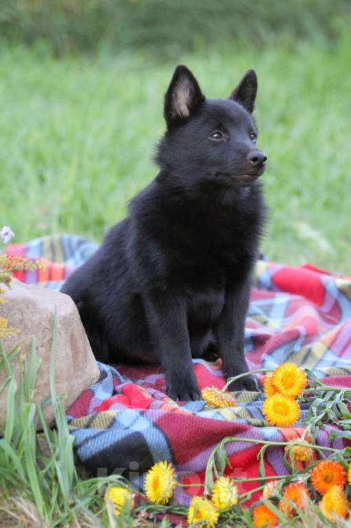 Собаки в других городах Московской области: красавец мальчик Мальчик, 60 000 руб. - фото 3