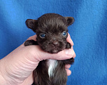 Собаки в Москве: Щенки -мальчики цветного йорка Мальчик, 35 000 руб. - фото 2