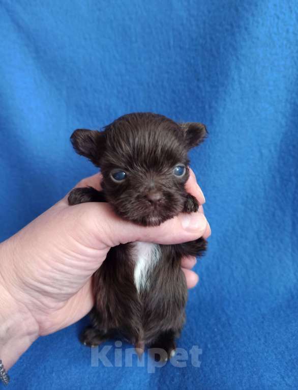 Собаки в Москве: Щенки -мальчики цветного йорка Мальчик, 35 000 руб. - фото 2