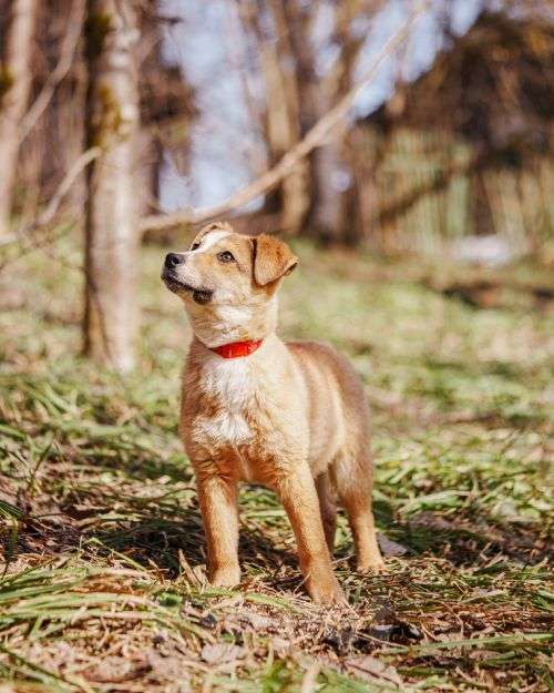 Собаки в Москве: Милейшая Дива,домашняя девочка-щенок ищет дом Девочка, Бесплатно - фото 6