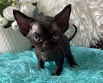 Кошки в Москве: Котенок Девон Рекс черная девочка Девочка, 75 000 руб. - фото 8