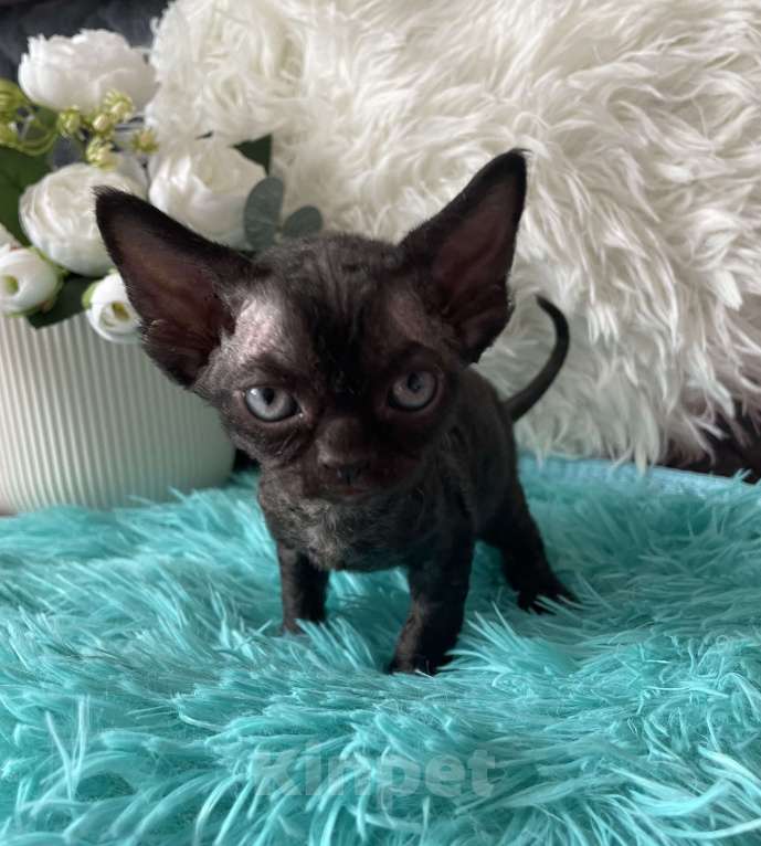 Кошки в Москве: Котенок Девон Рекс черная девочка Девочка, 75 000 руб. - фото 8