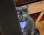 Кошки в Москве: Дымчатая британка Варя ищет дом Девочка, Бесплатно - фото 1