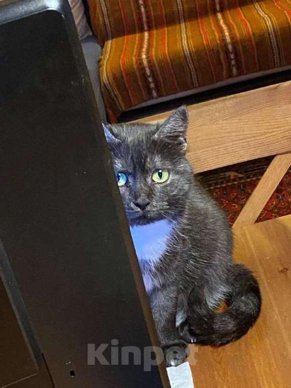 Кошки в Москве: Дымчатая британка Варя ищет дом Девочка, Бесплатно - фото 1