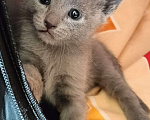 Кошки в Новосибирске: Котенок русской голубой  Девочка, 40 000 руб. - фото 1