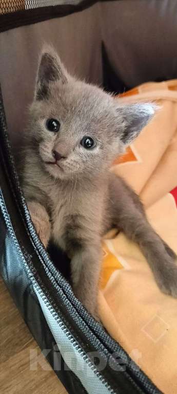 Кошки в Новосибирске: Котенок русской голубой  Девочка, 40 000 руб. - фото 1